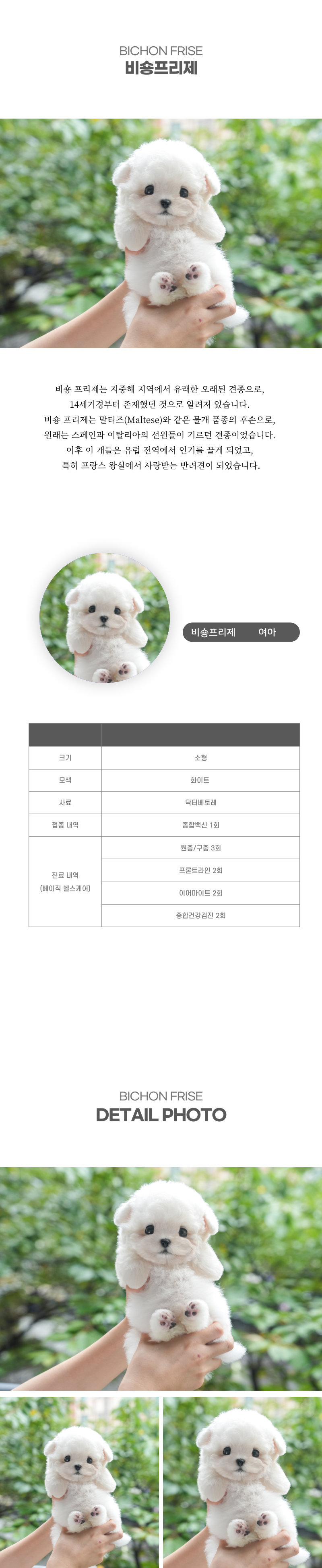 미니비숑_상세이미지_2